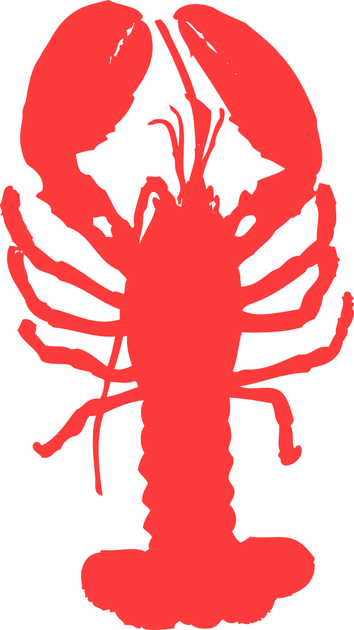 lobster animal marine free photo