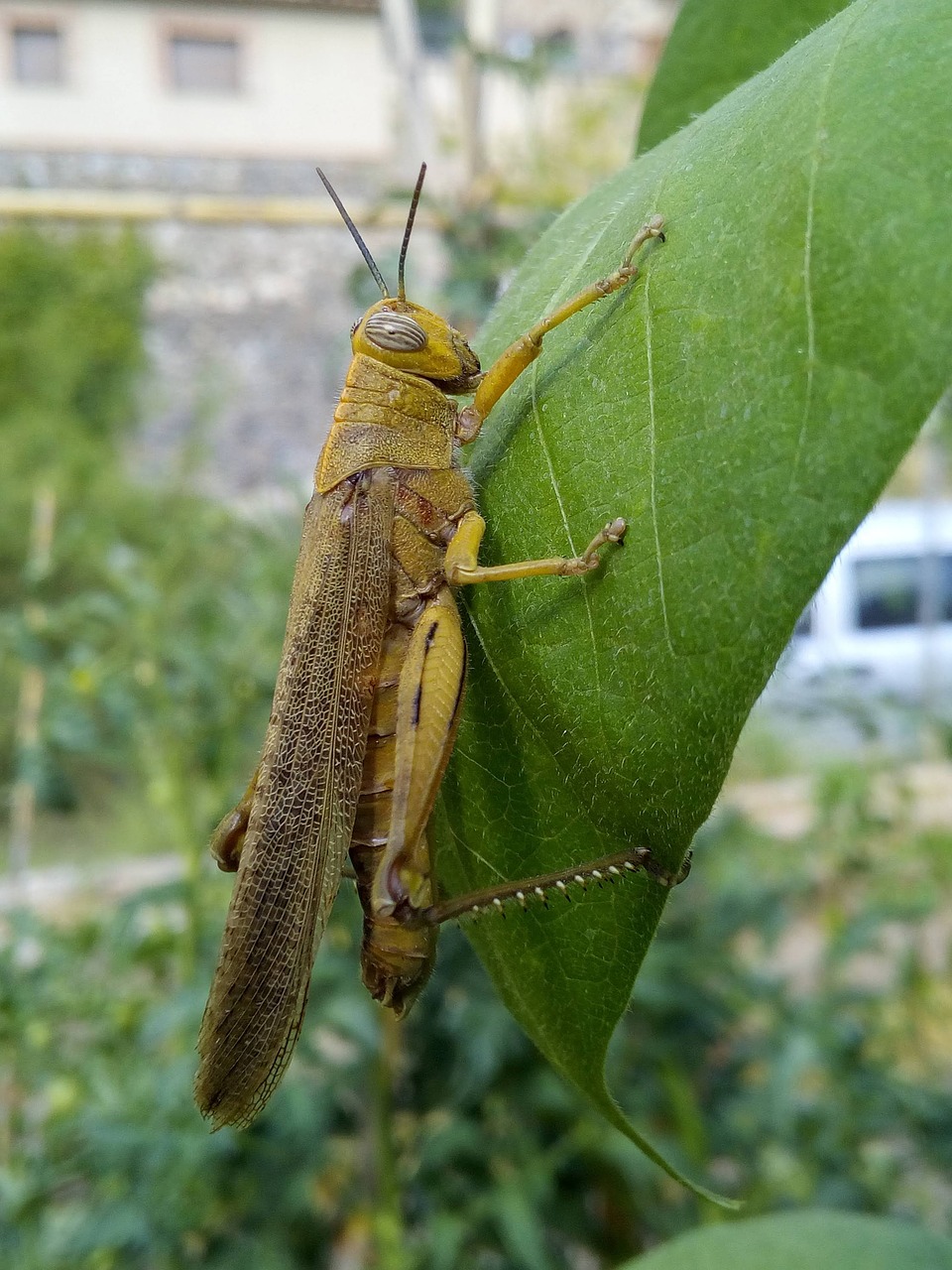 lobster  grasshopper  leaf free photo