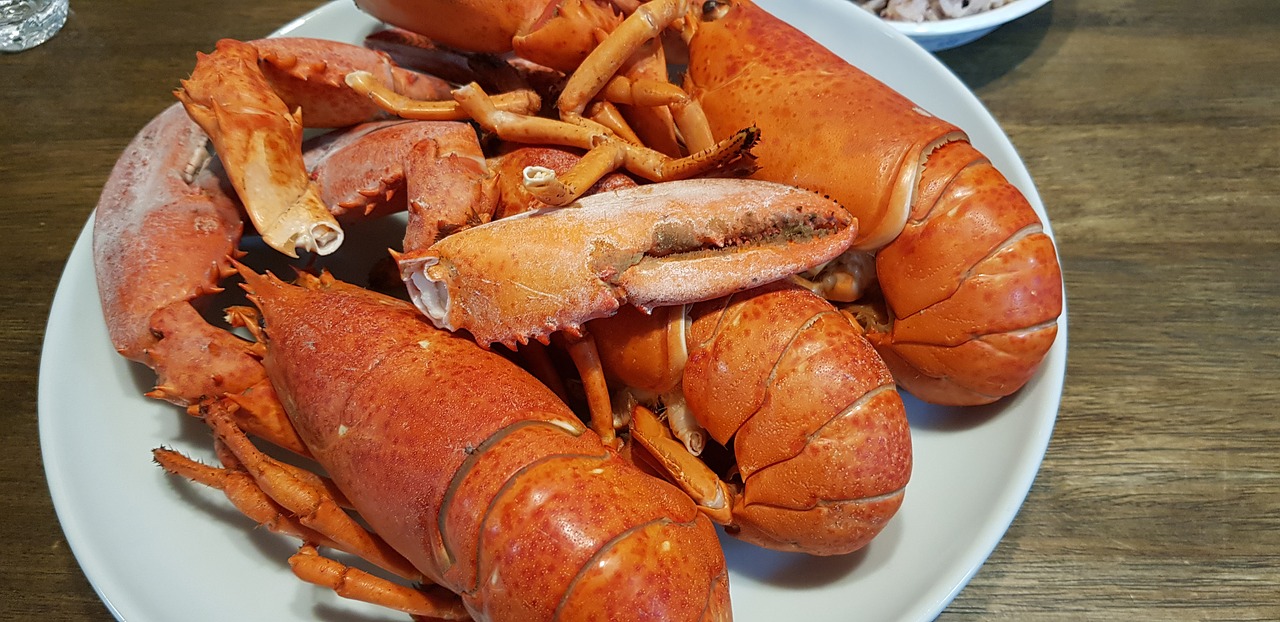 lobster  seafood  sea free photo