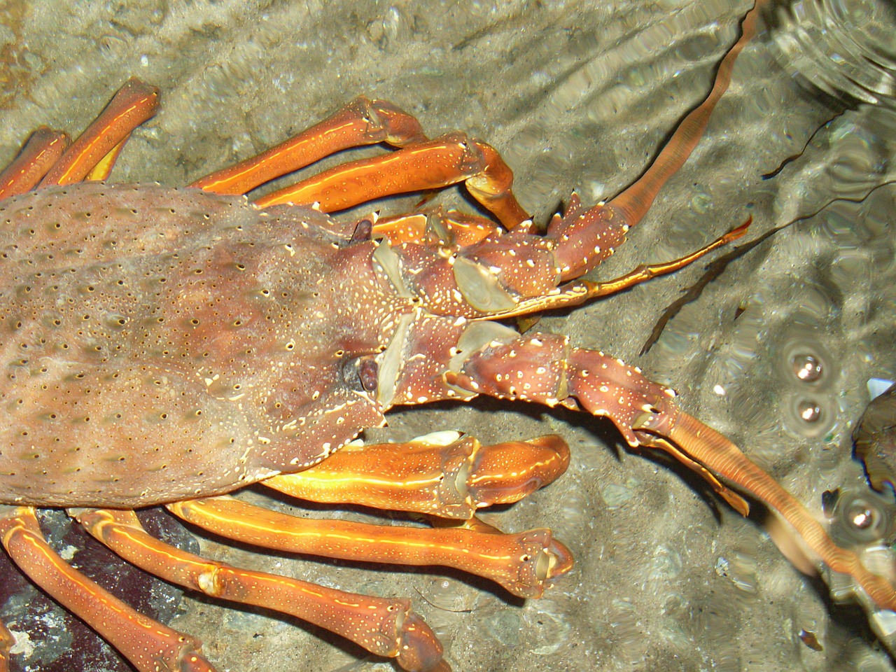 lobster crayfish lobster head free photo