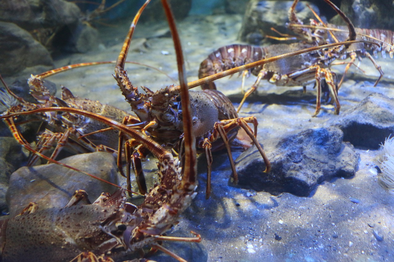 lobster crustacean marine free photo