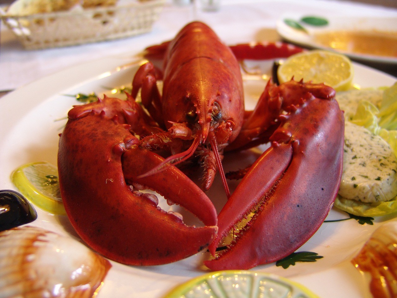 lobster eat gourmet free photo