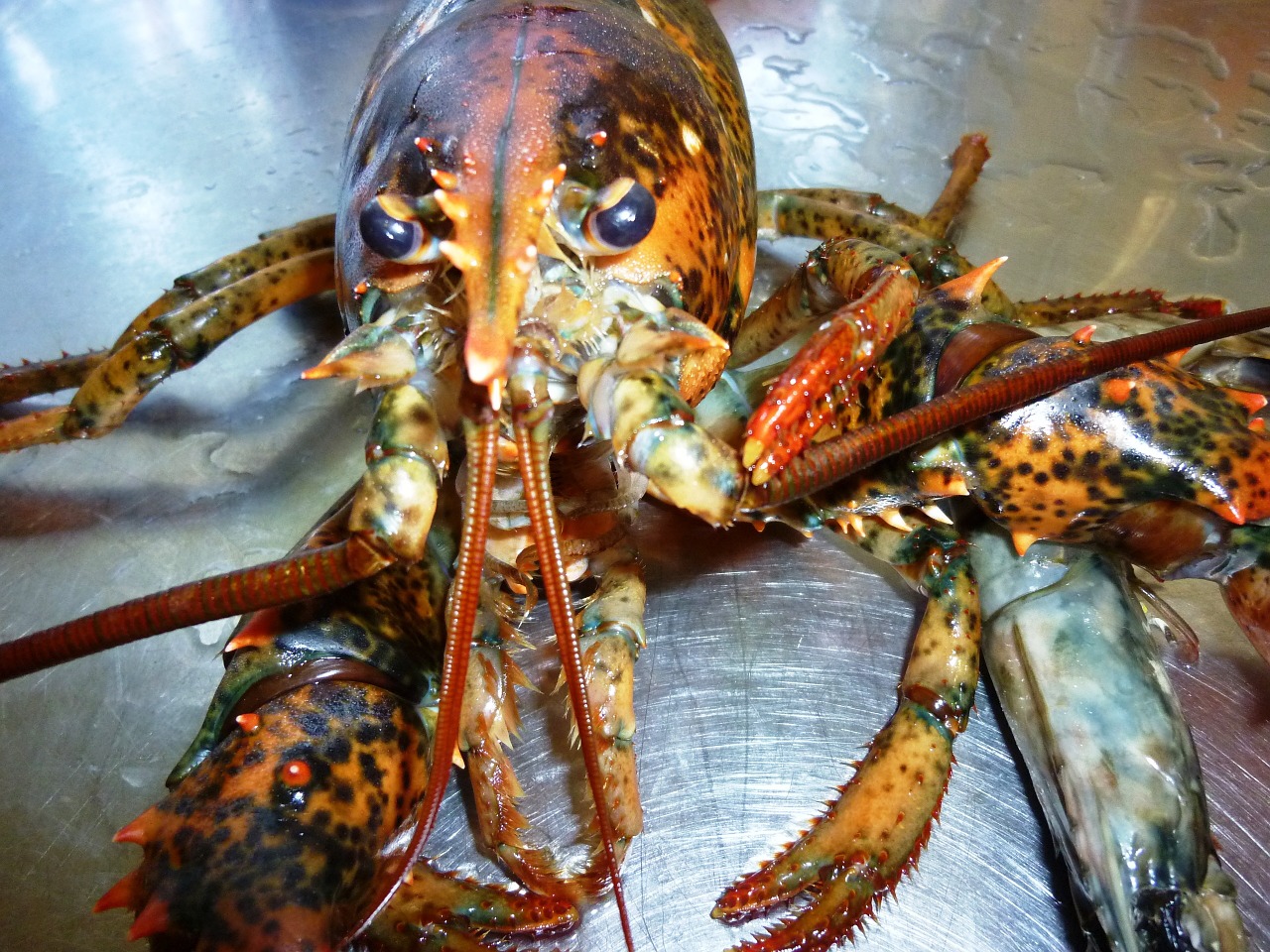 lobster animal crawfish free photo