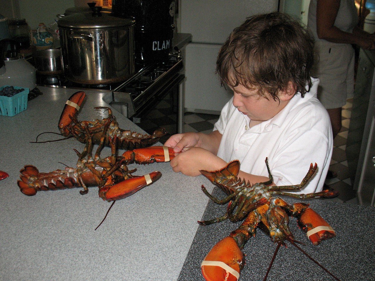 lobsters young boy scituate free photo