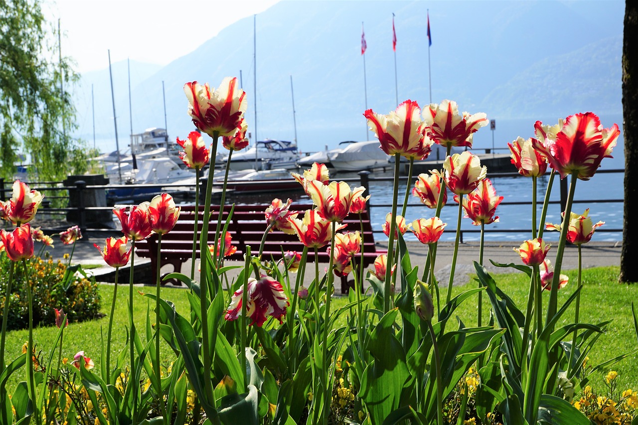 locarno  tulips  flowers free photo