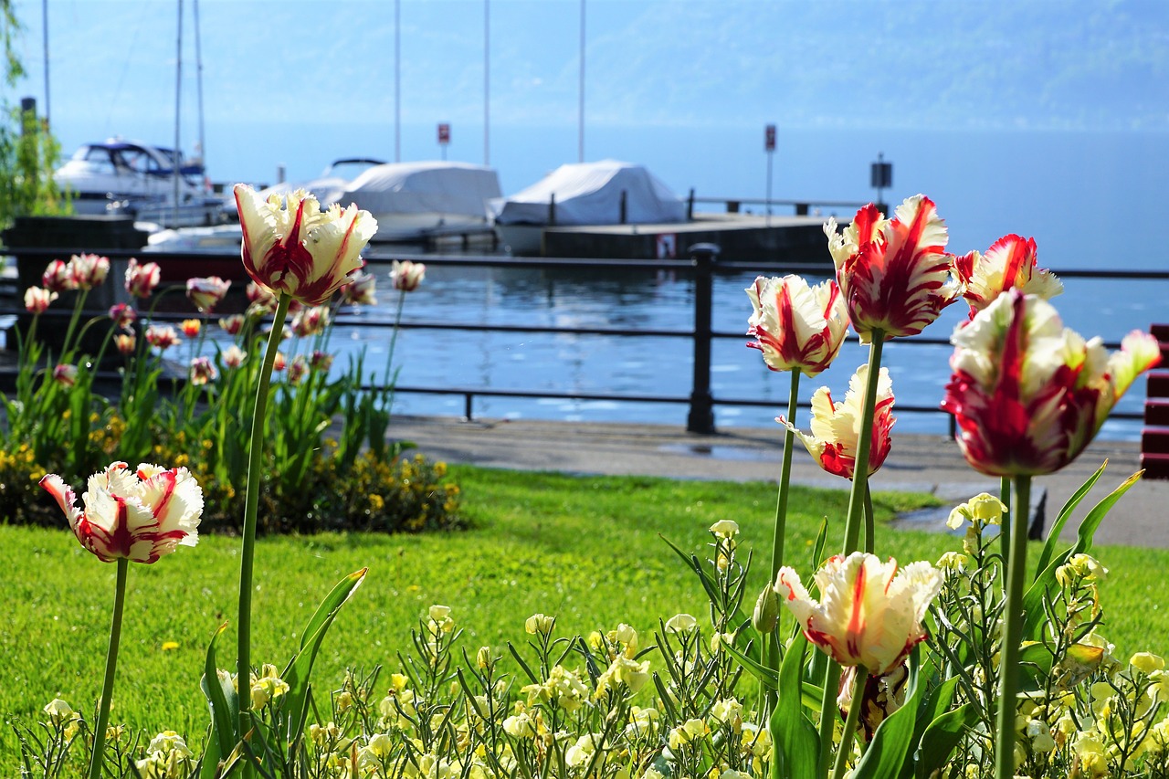 locarno  tulips  flowers free photo