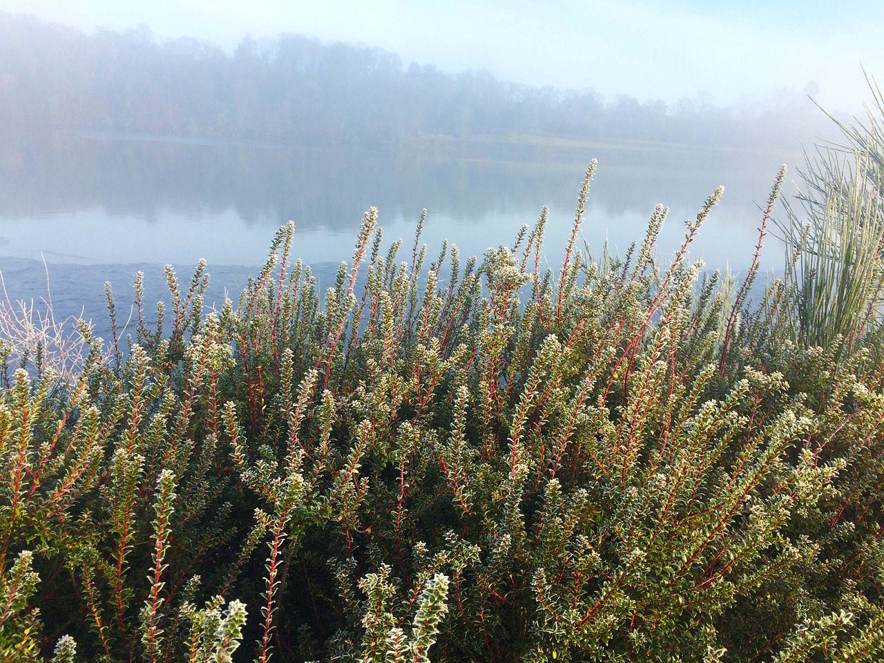 loch tranquil foggy free photo