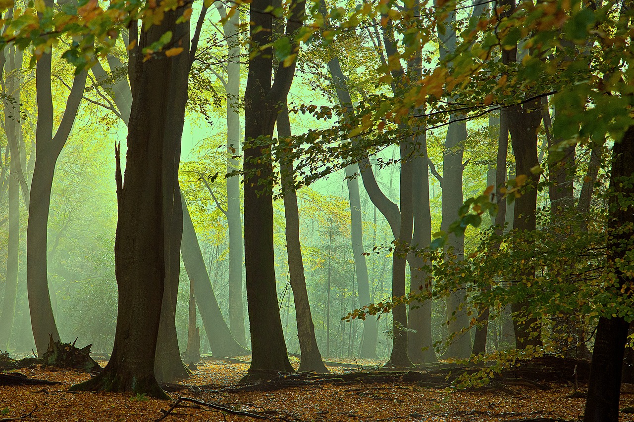 lochem  forest  foggy free photo