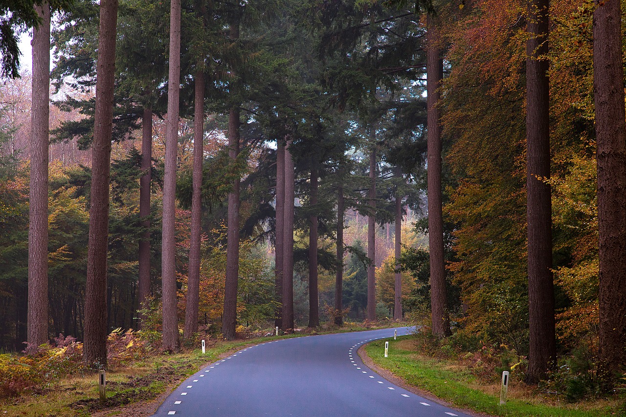 lochem  forest  trees free photo