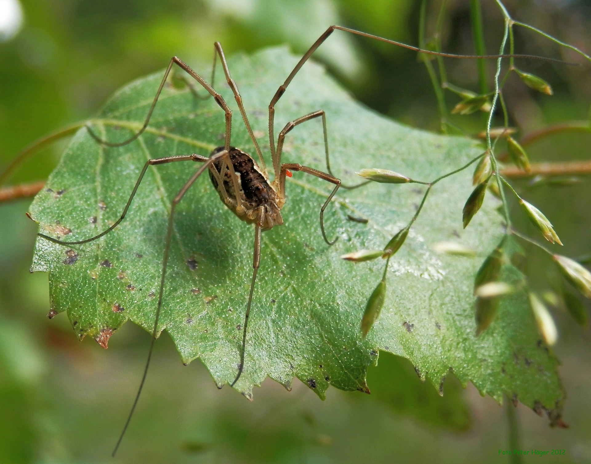 opiliones arachnids harvestmen free photo