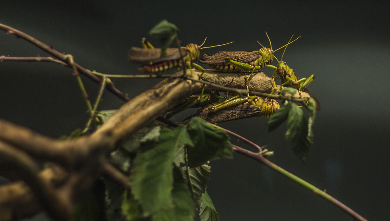 locust zoo insect free photo