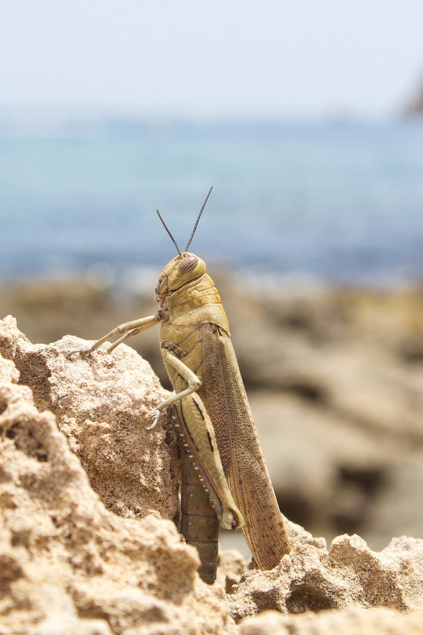 locust spain beach free photo