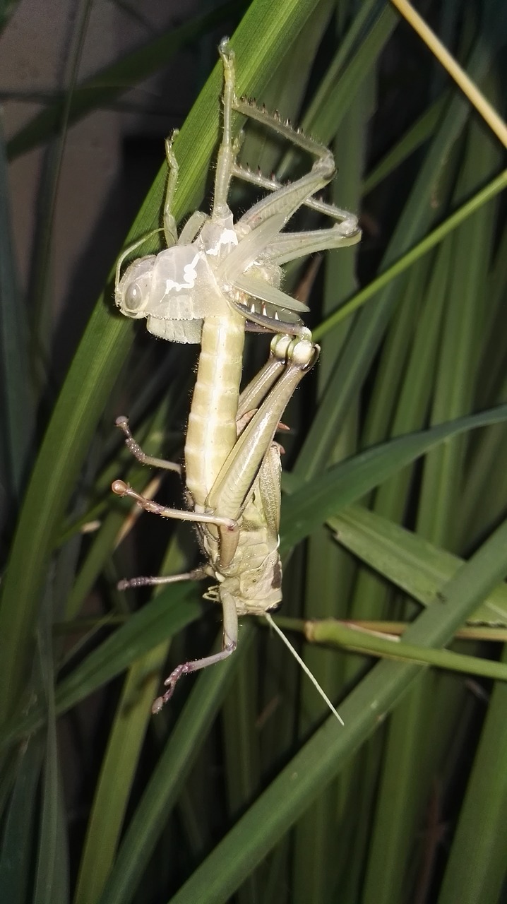 locust shedding insect free photo
