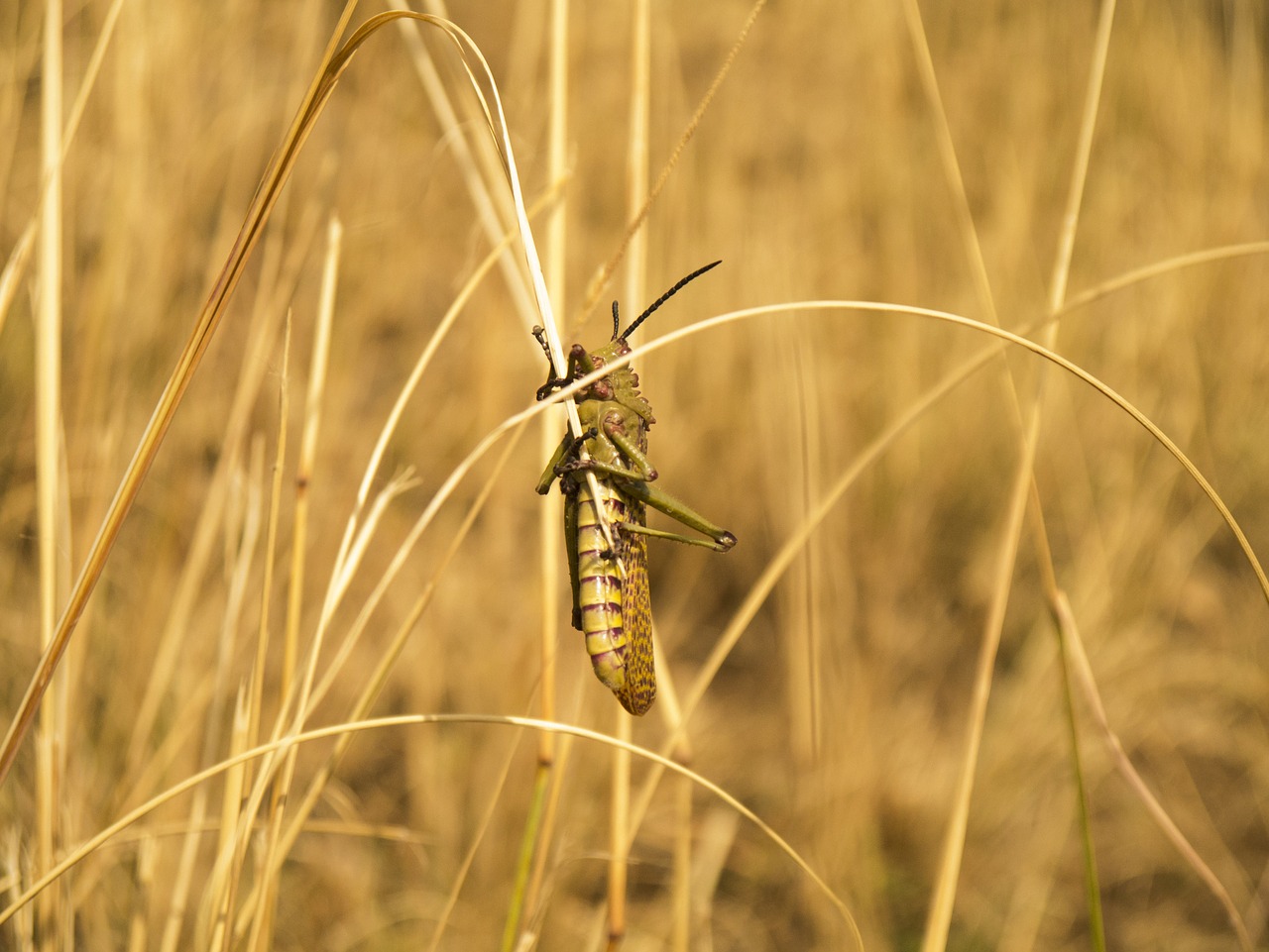 locust insect grasshopper free photo