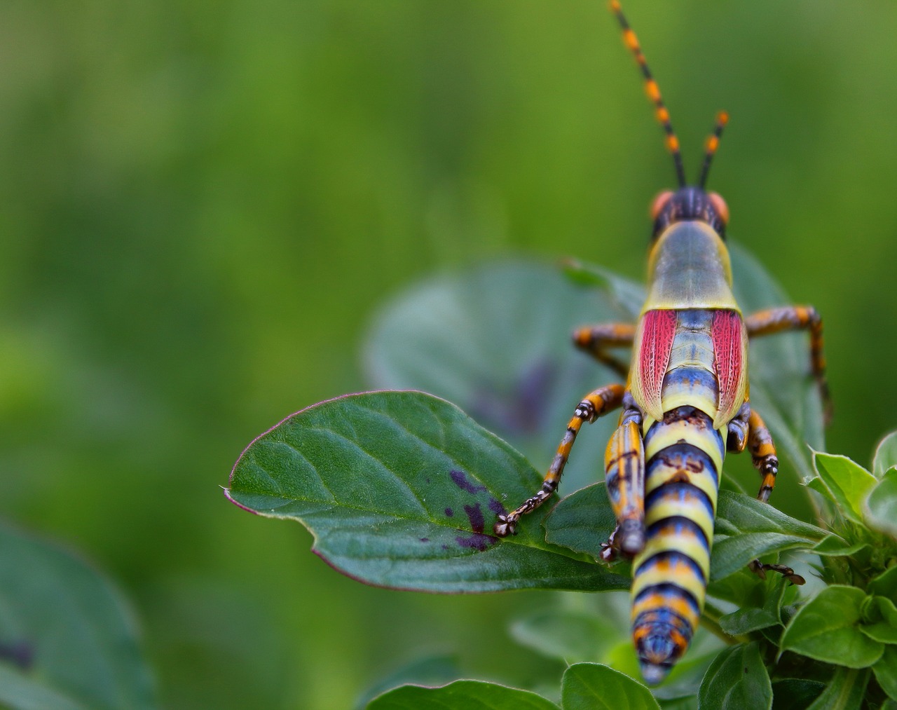 locust grasshopper insect free photo