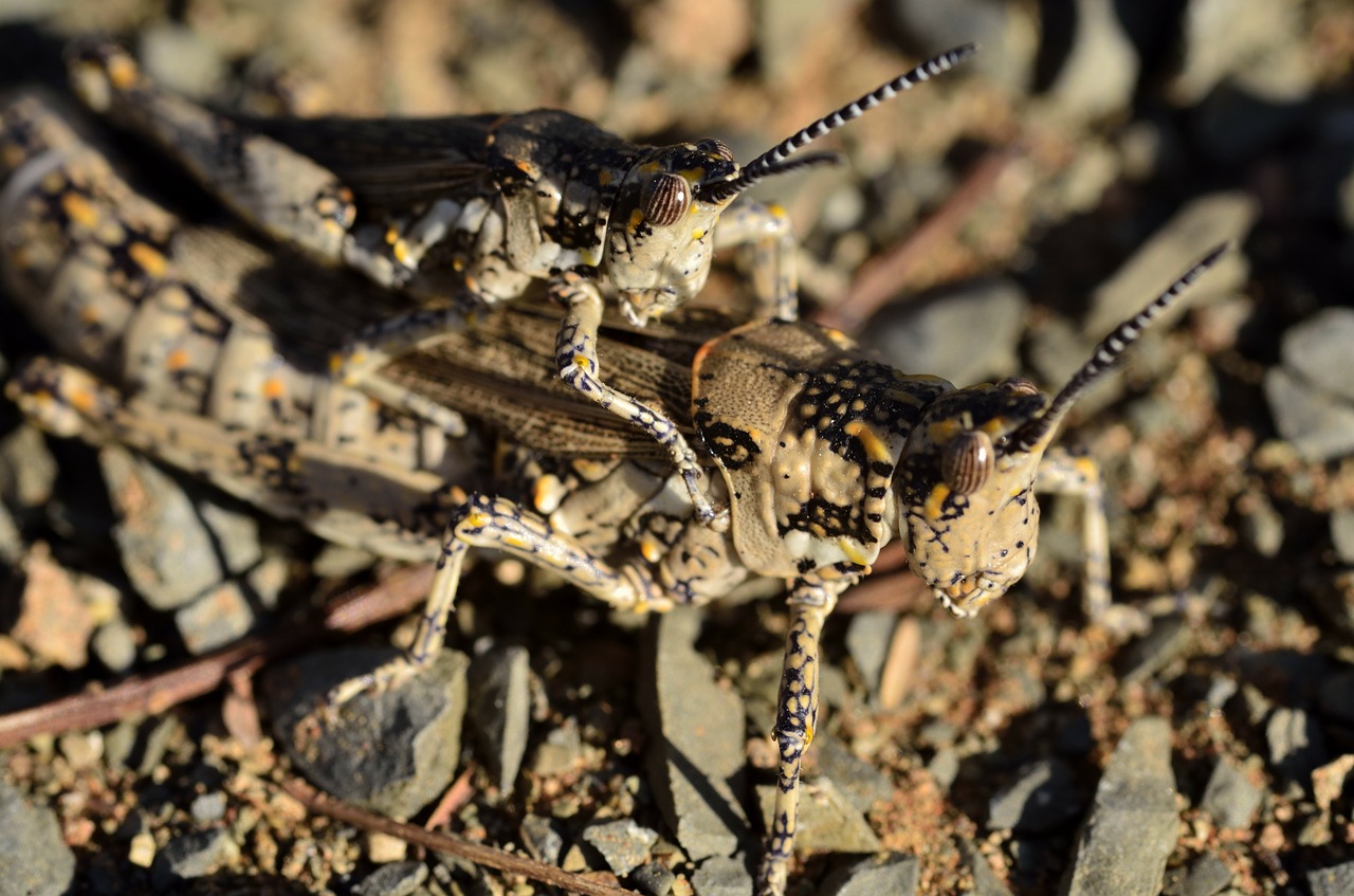locust grasshopper hopper free photo