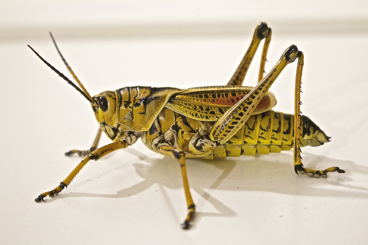 locust jumping grasshopper free photo