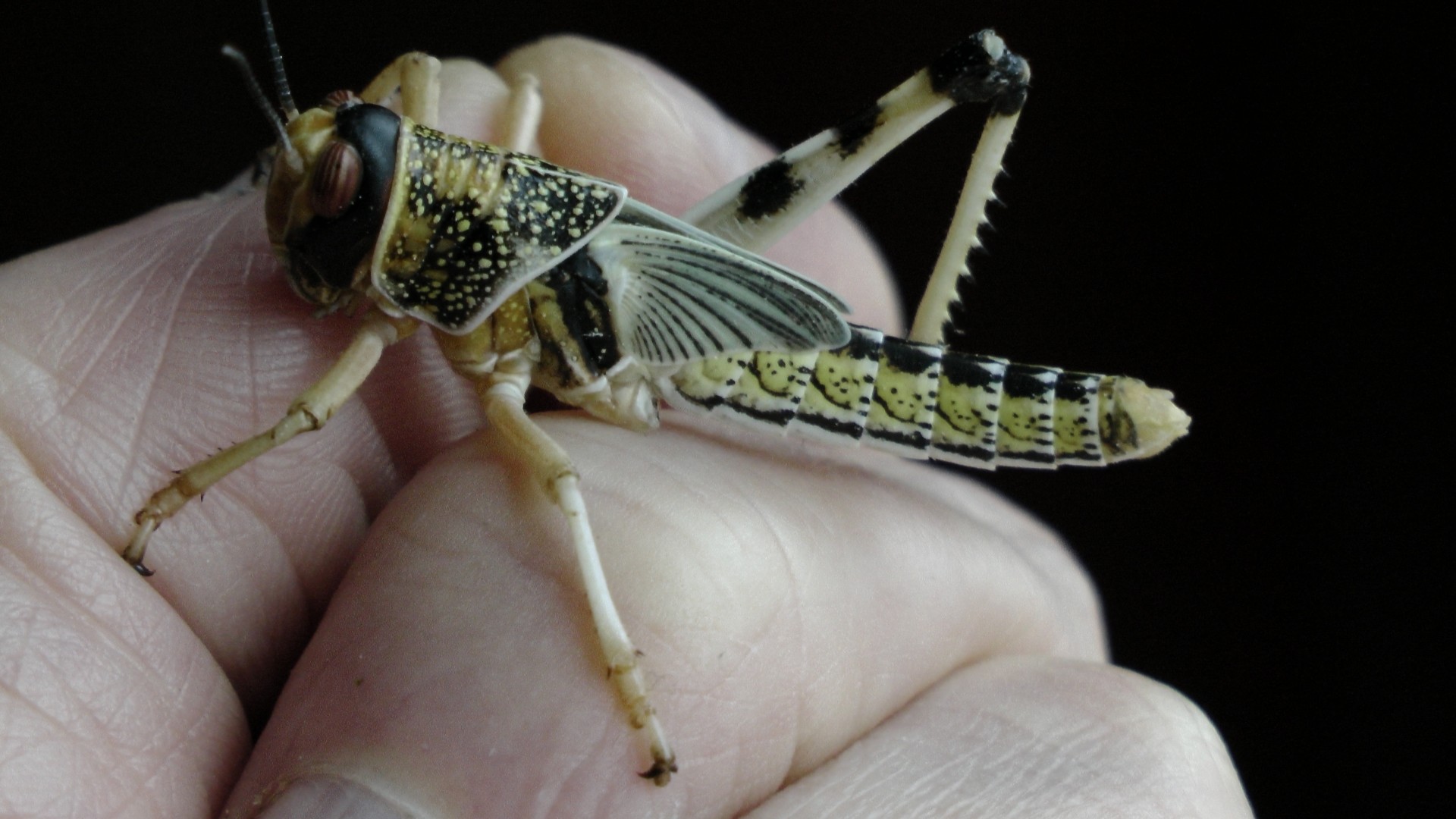 locust locusts insect free photo