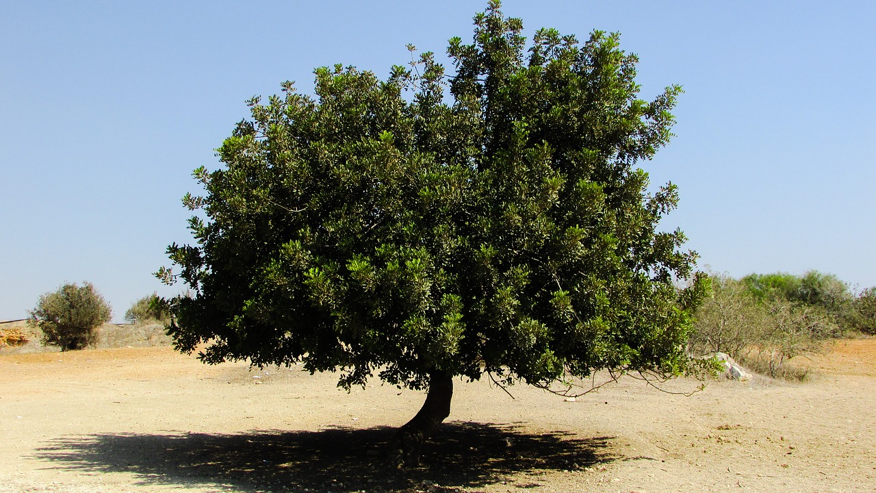 locust tree countryside rural free photo