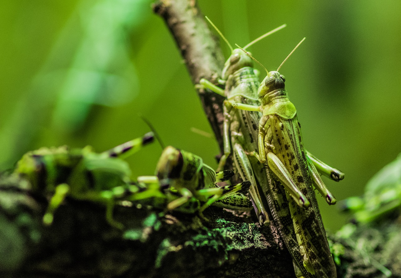 locusts  insects  herd free photo