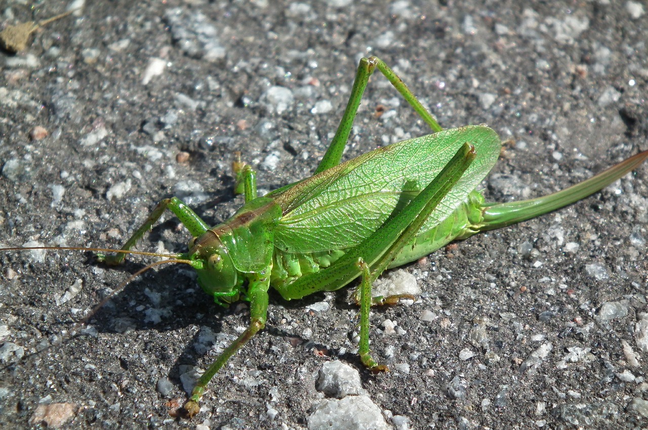 locusts green insect free photo