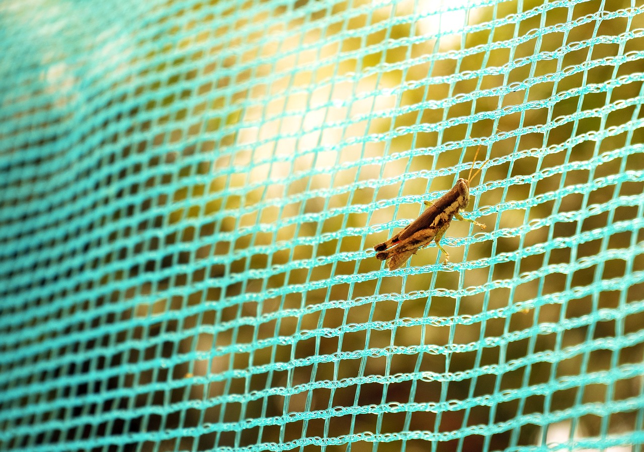 locusts  natural  animal free photo