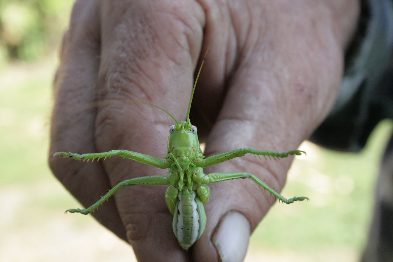 locusts grasshopper pest free photo