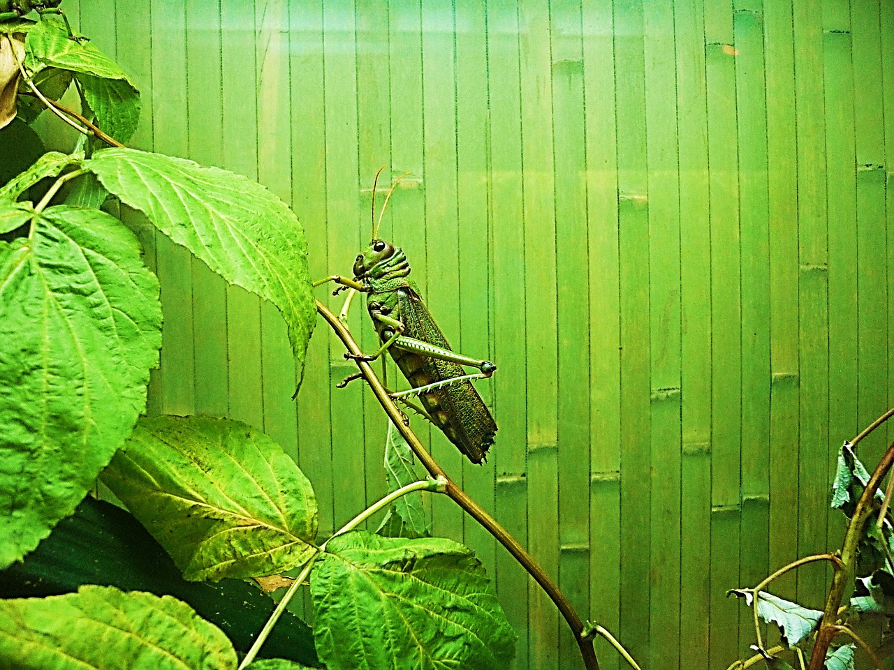 locusts giant insect free photo