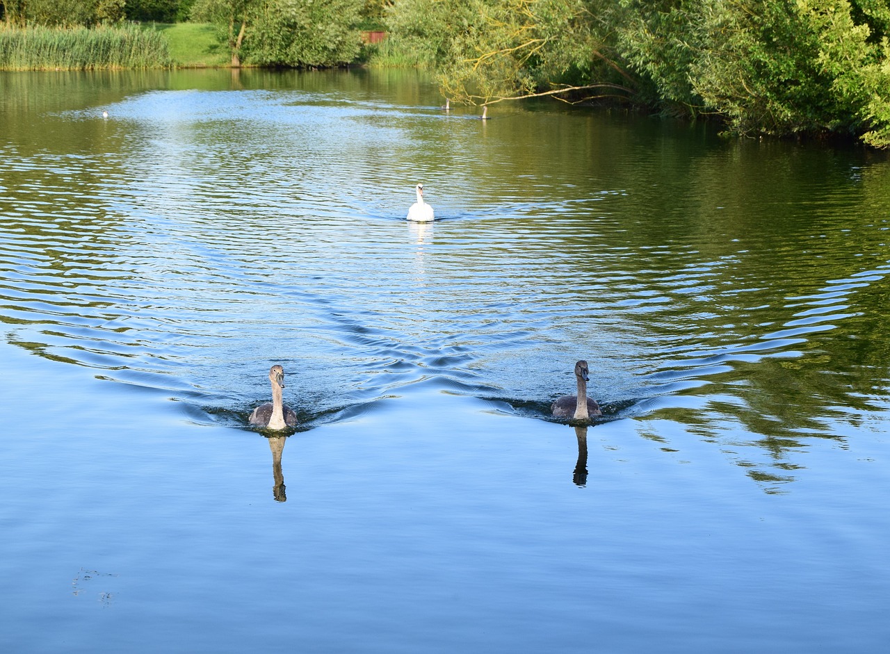 lodge lake milton keynes swans free photo