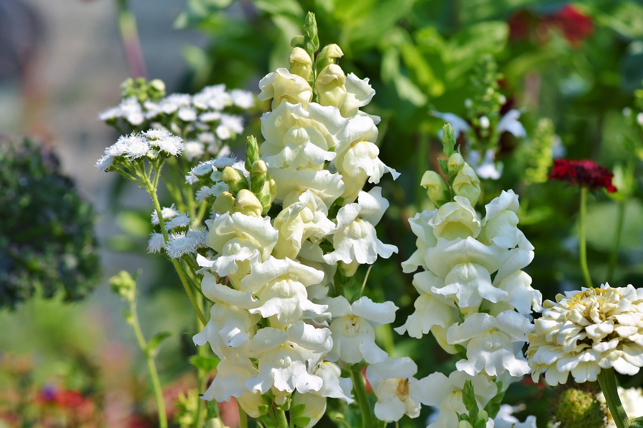 loewenmaeulchen  snapdragon  flower free photo