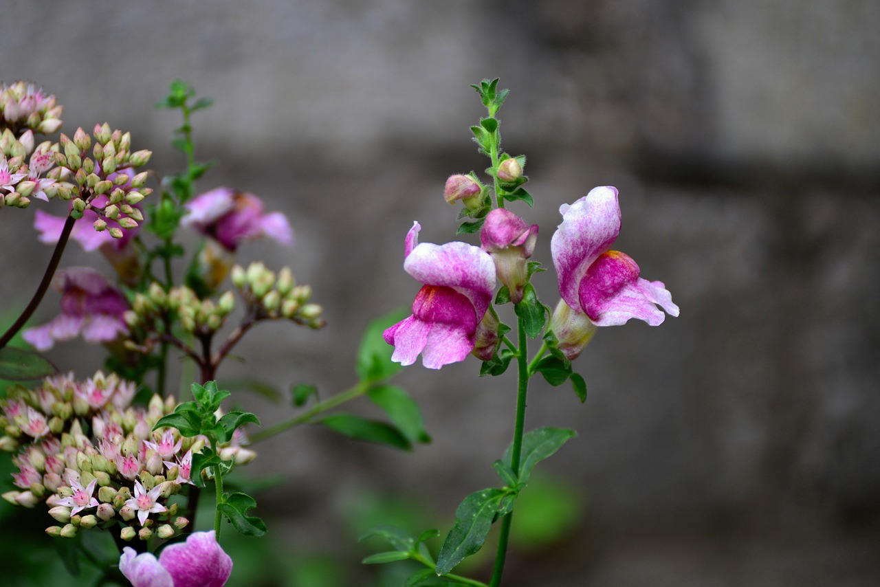 loewenmaeulchen  antirrhinum  plant free photo