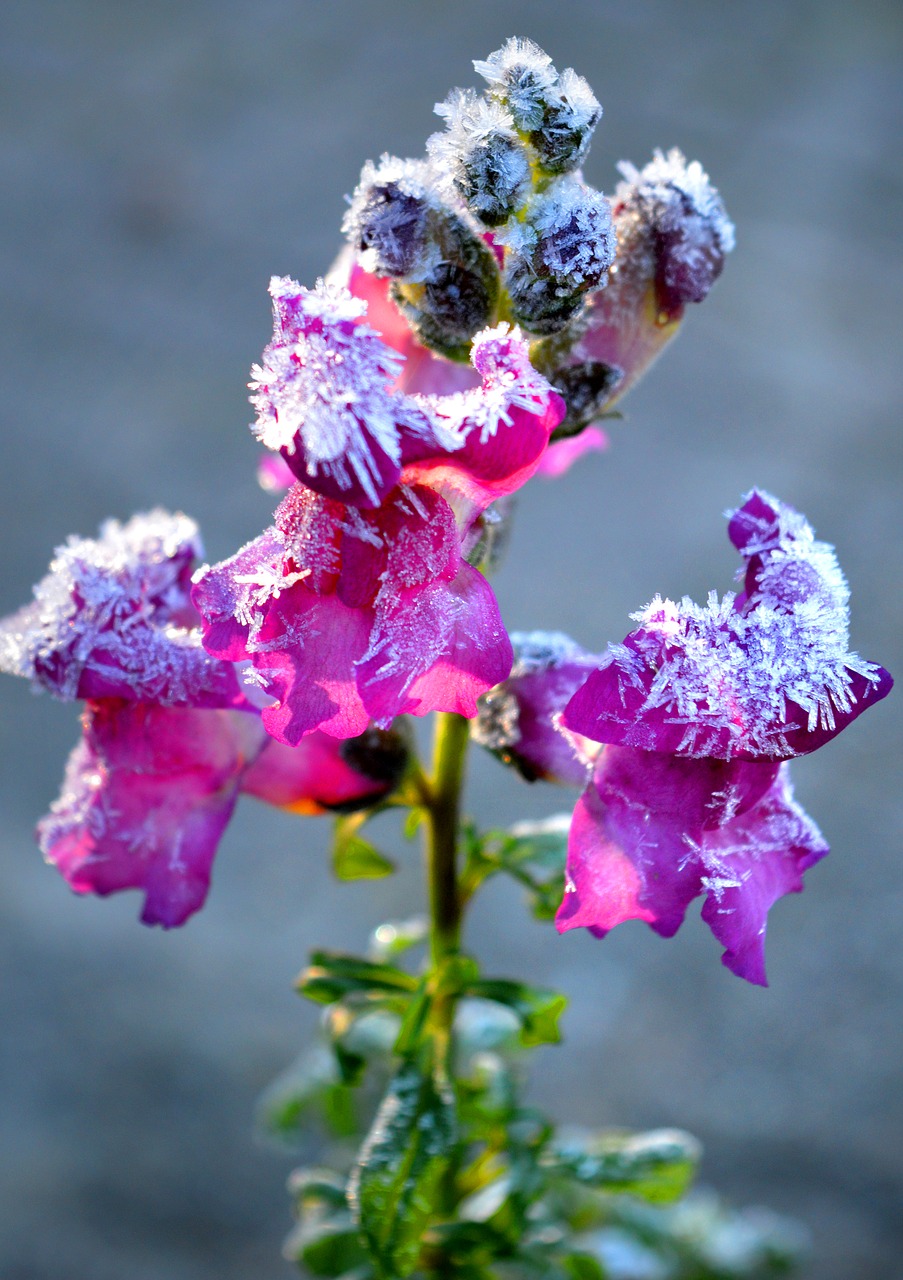 loewenmaeulchen  flowers  eiskristalle free photo