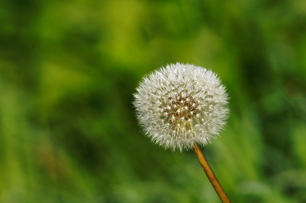 loewnzahn flora nature free photo