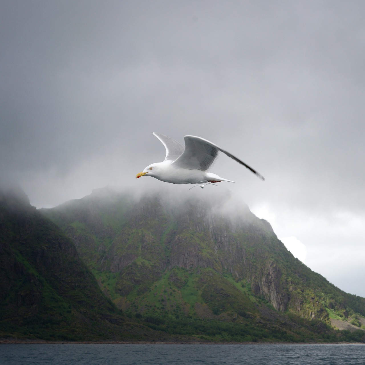 lofoten  seagull  bird free photo