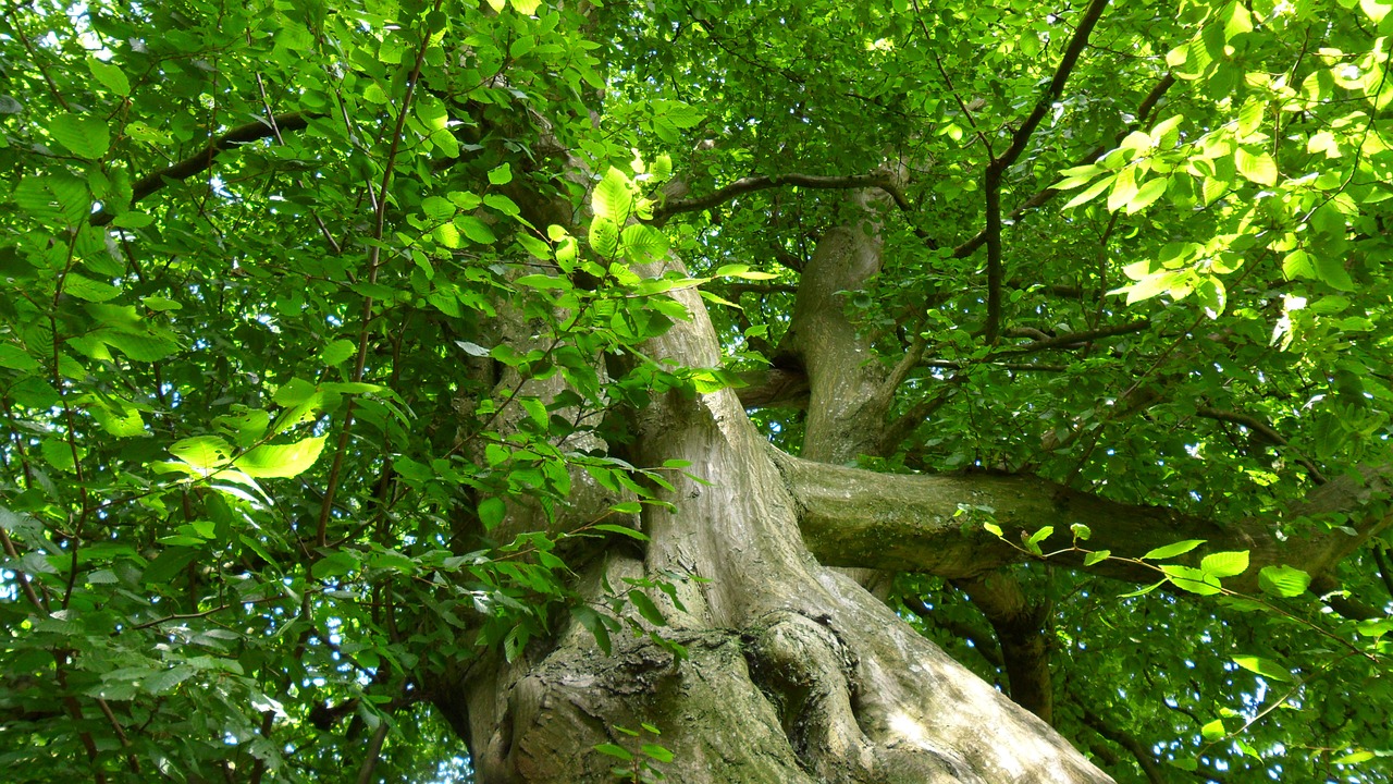 log green forest free photo