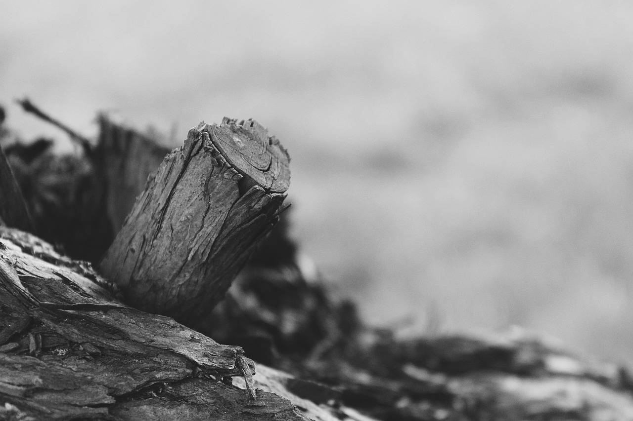 log tree wood free photo
