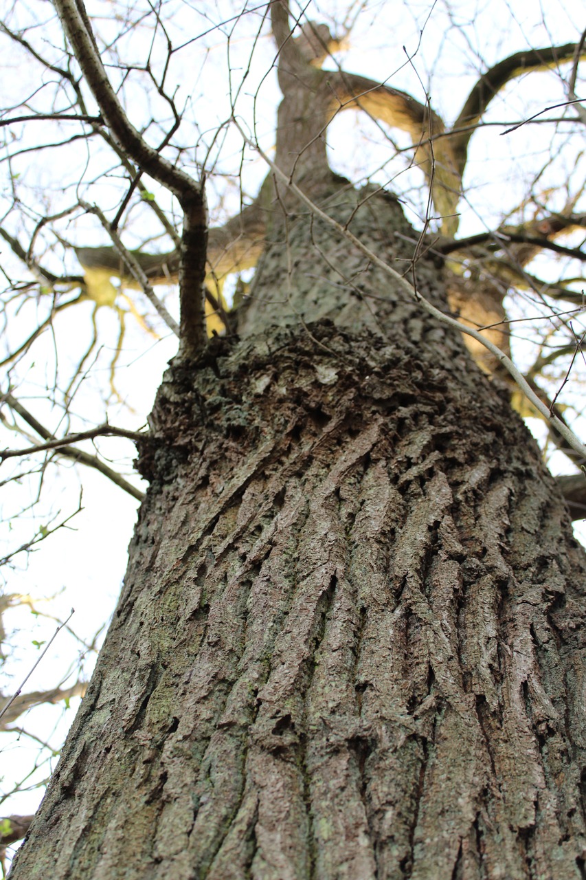 log bark nature free photo