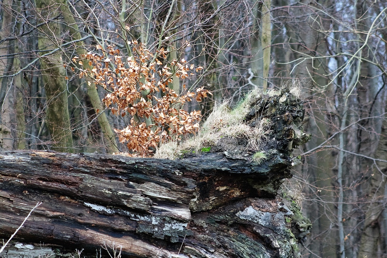 log uprooted rots free photo