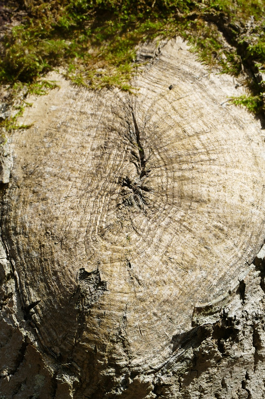 log tree knot idyllic free photo