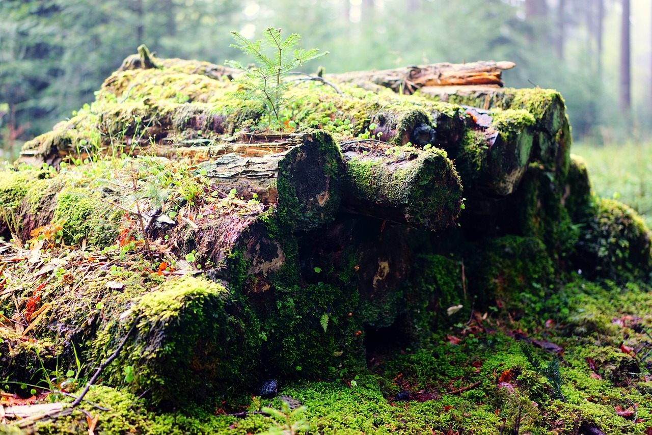 log moss green free photo