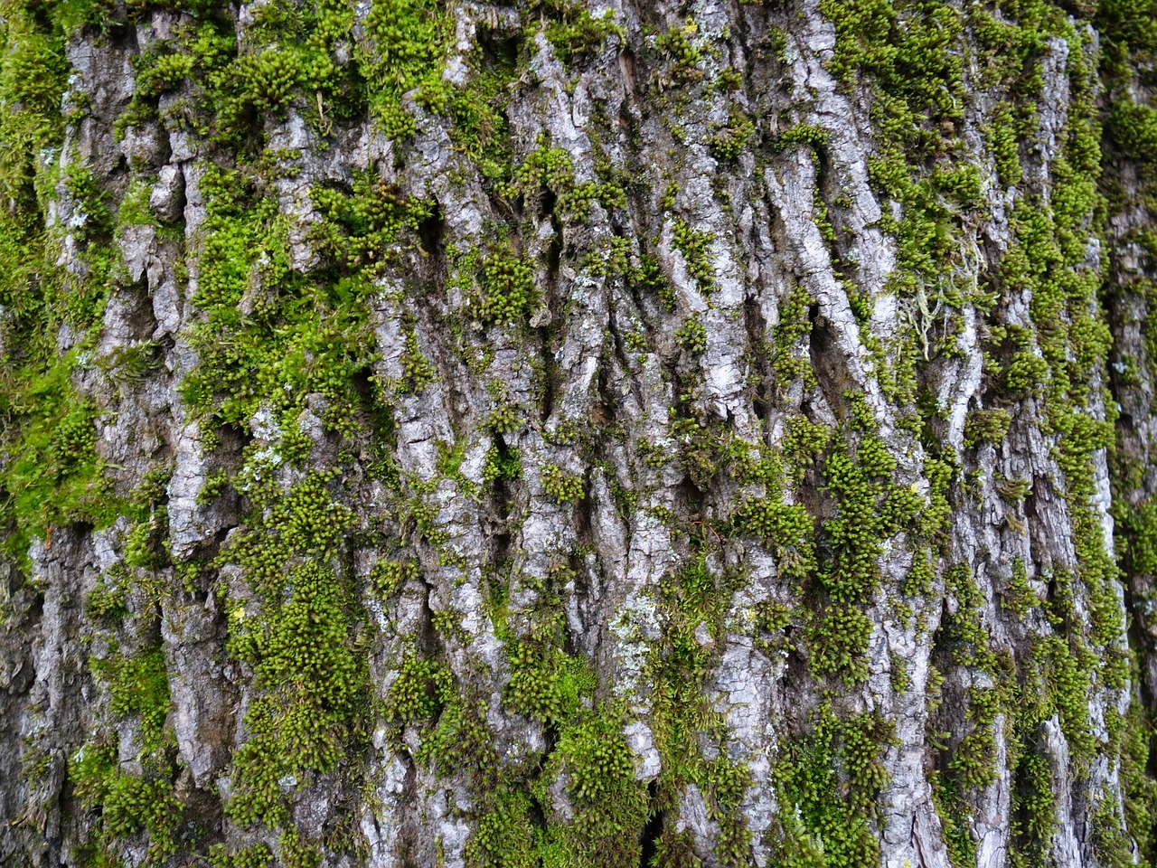 log moss bark free photo
