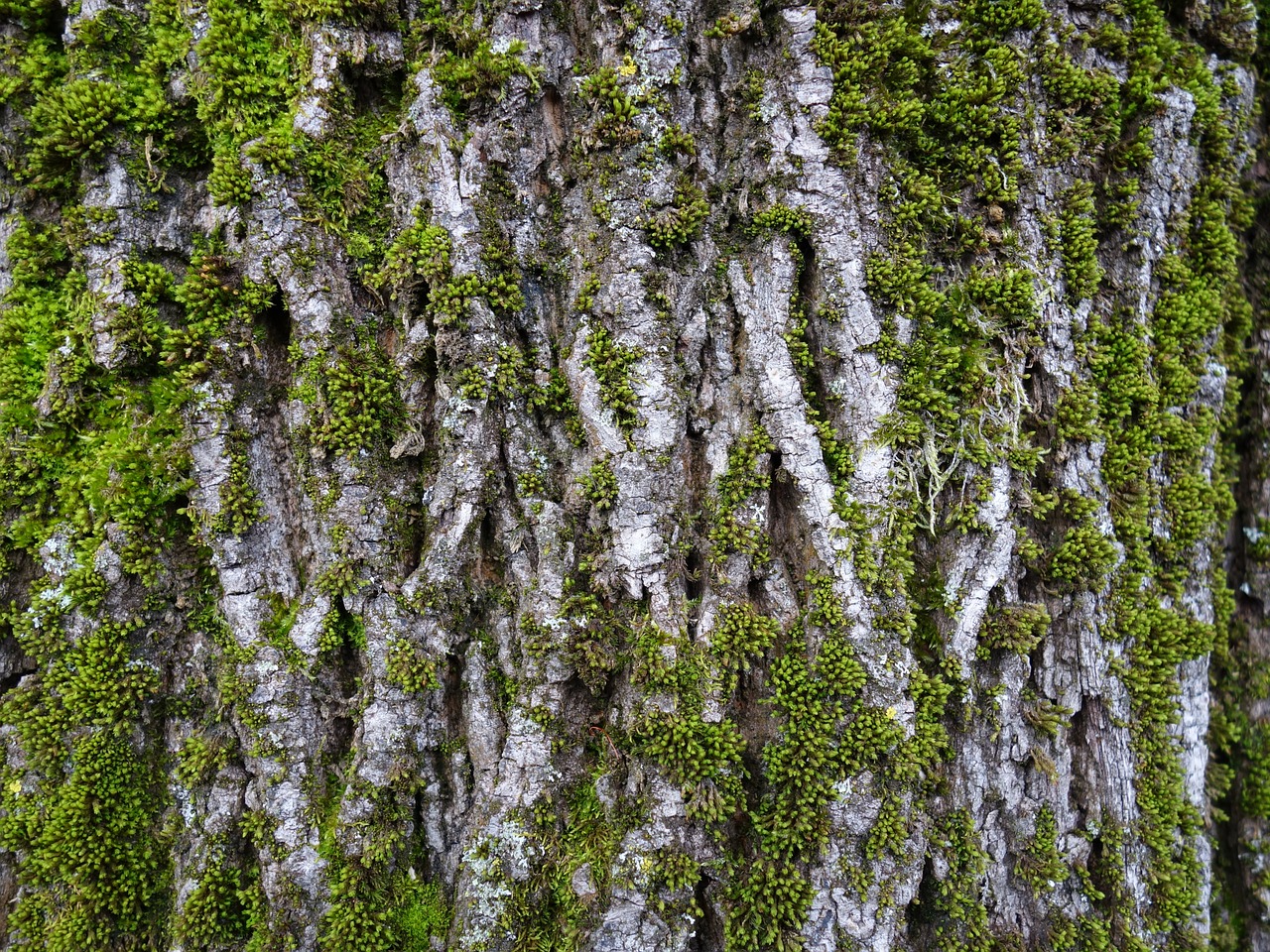 log moss bark free photo