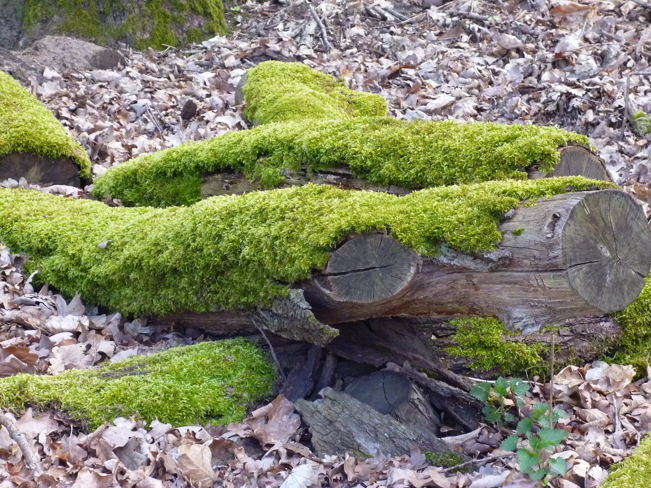 log moss bark free photo