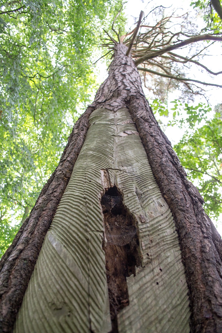 log wood nature free photo