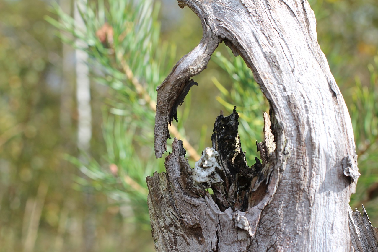 log tree stump dead plant free photo