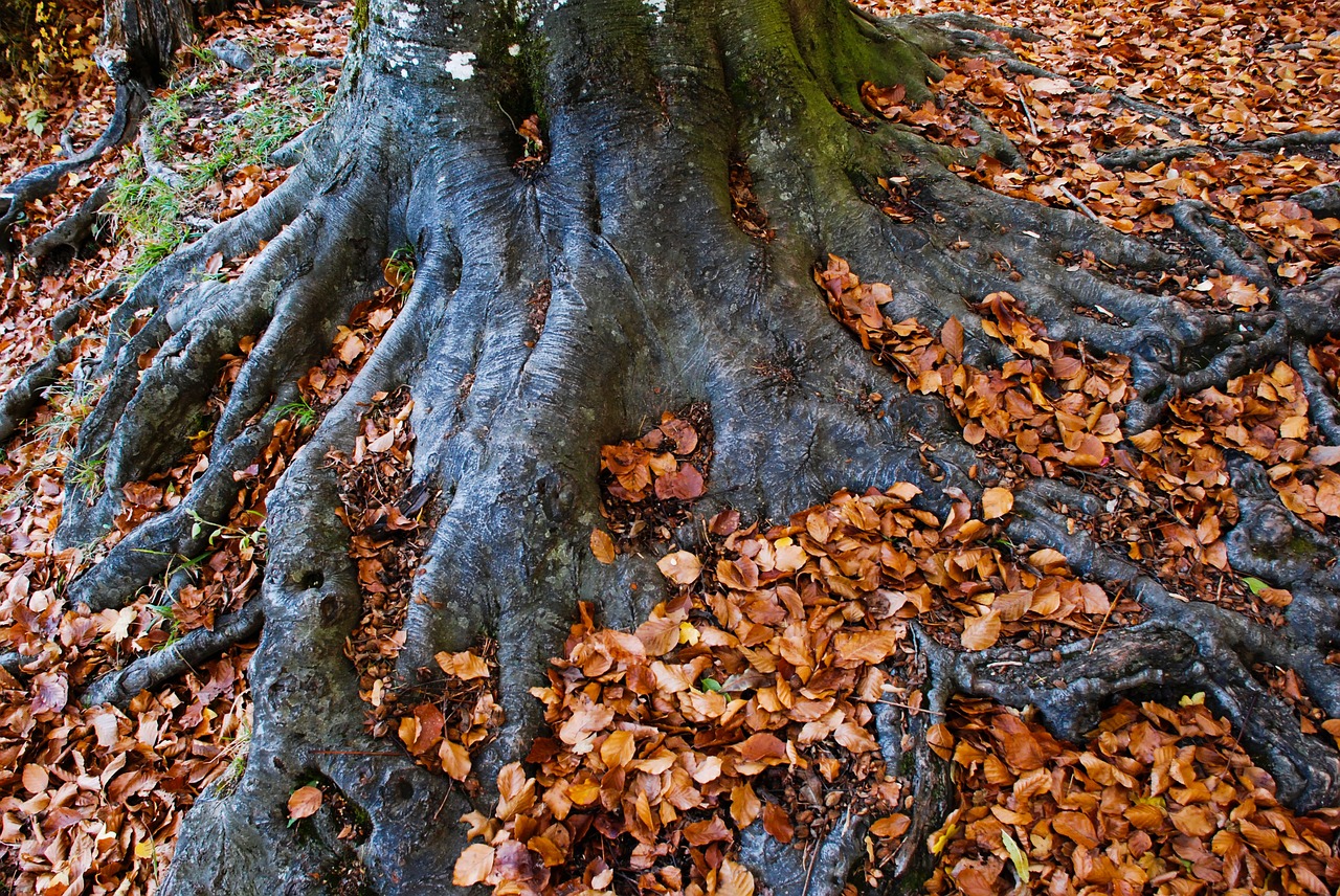 log root autumn free photo