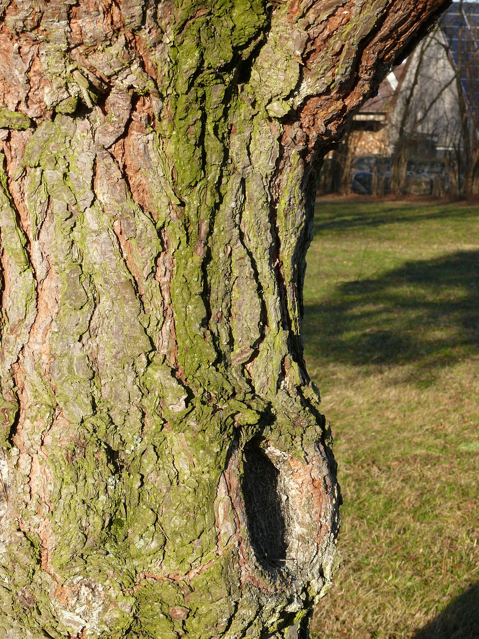 log bark knothole free photo