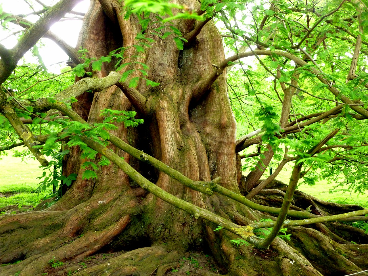 log tree nature free photo