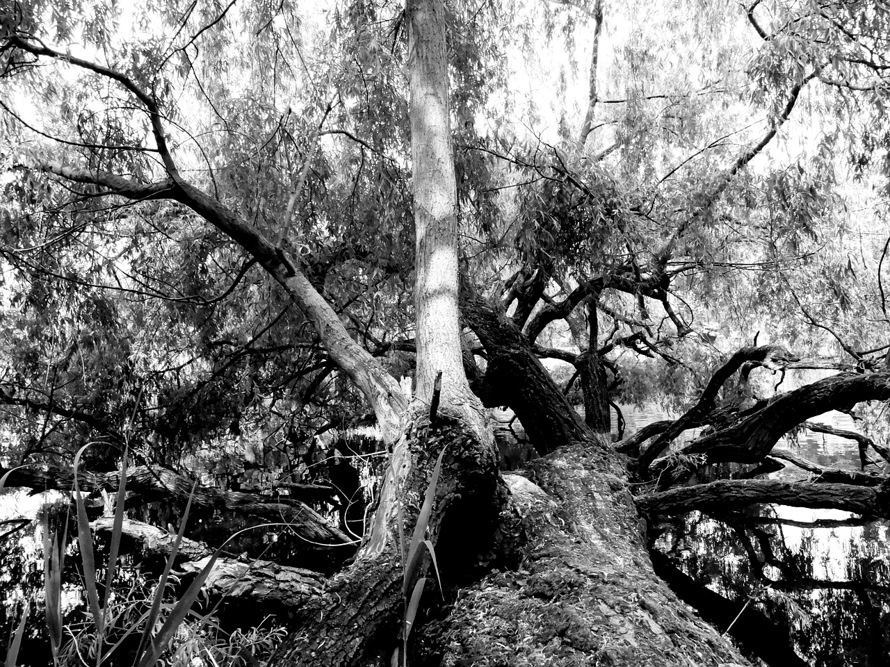 log branch bark free photo