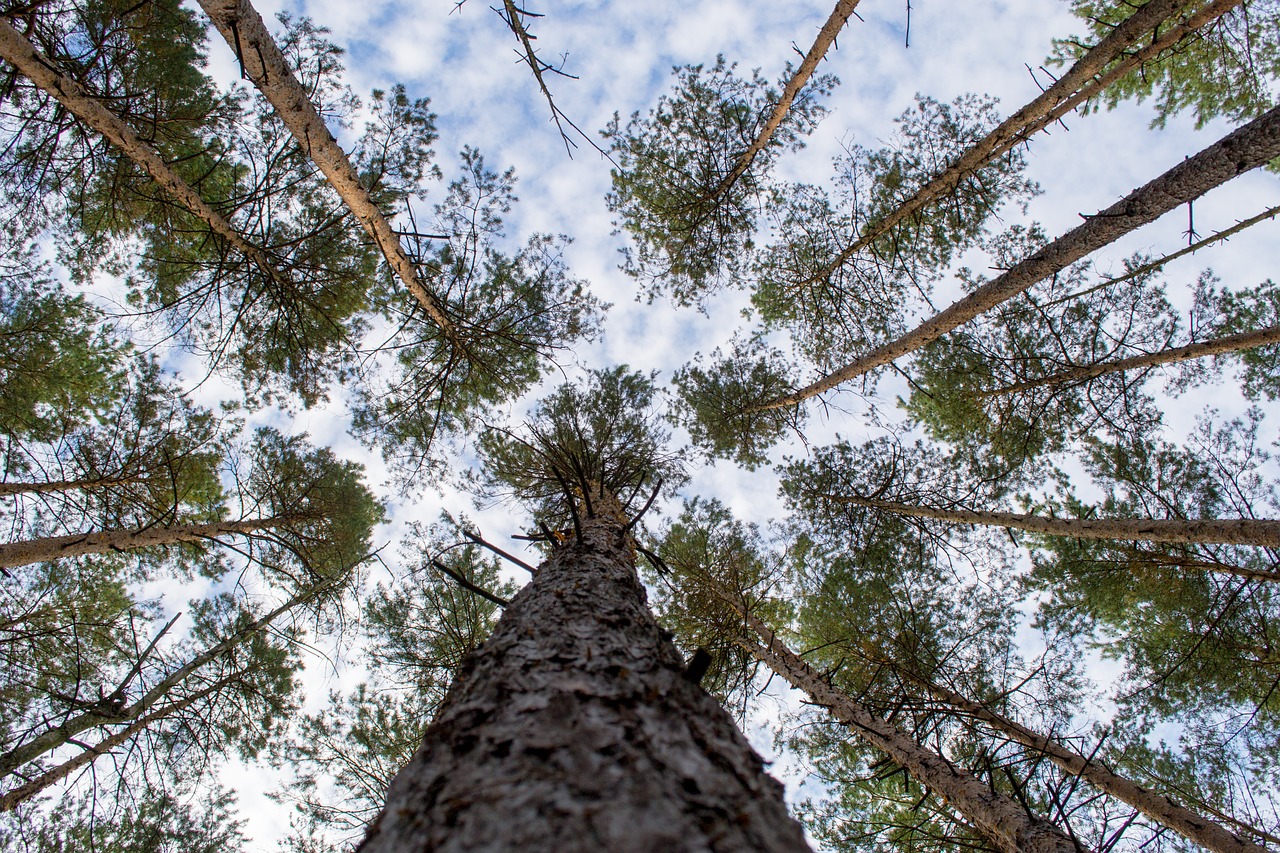 log crown forest free photo